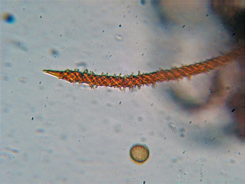 Metatrichia vesparium